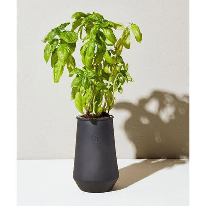 Modern Sprout Tapered Tumbler - Basil or Eucalyptus