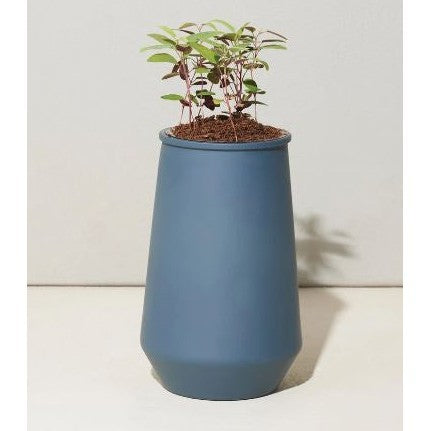 Modern Sprout Tapered Tumbler - Basil or Eucalyptus